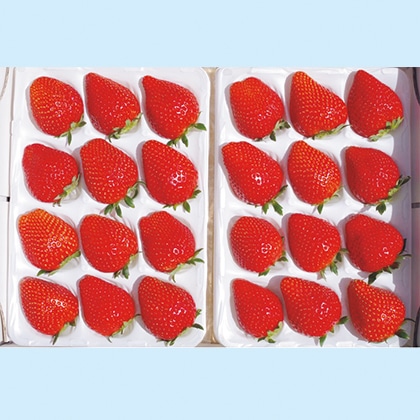 完熟朝摘み スカイベリー ギフト用2 送料込み