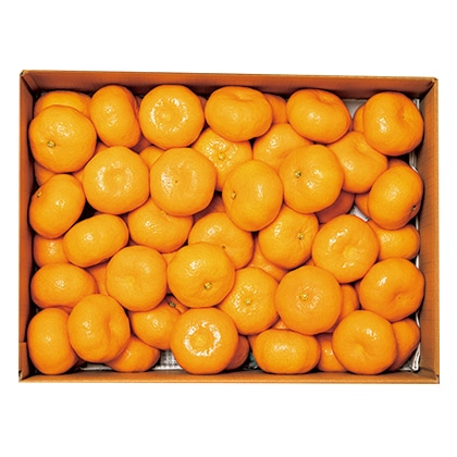 熊本産みかん 送料込み