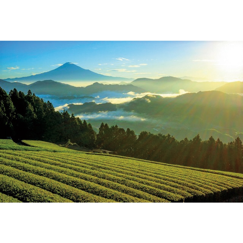 お歳暮 茶師九段監修清山茶師さえみどりブレンド 3袋 送料込み