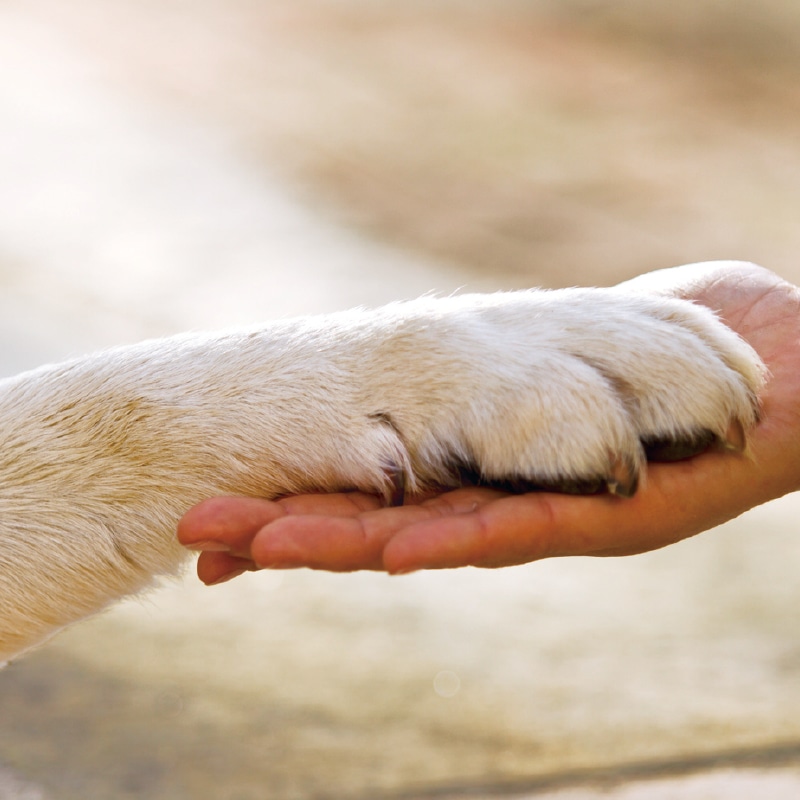 お歳暮 わんちゃんおすすめおやつ6点セット 送料込み