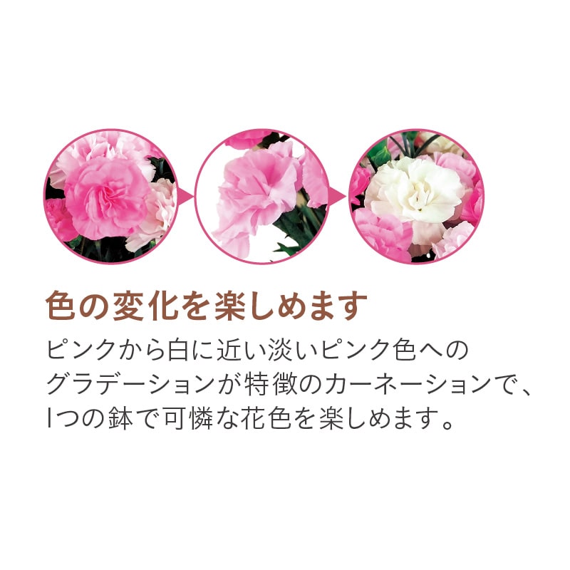 母の日 カーネーション「いちごソフト(R)」 送料込み