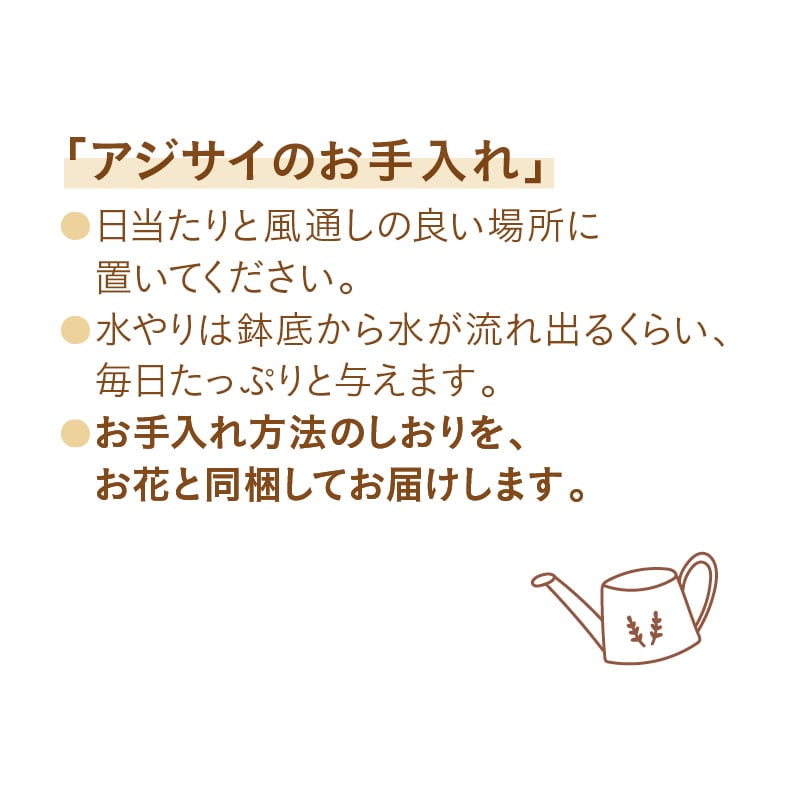 母の日 アジサイ「マジカルレボリューション」 送料込み