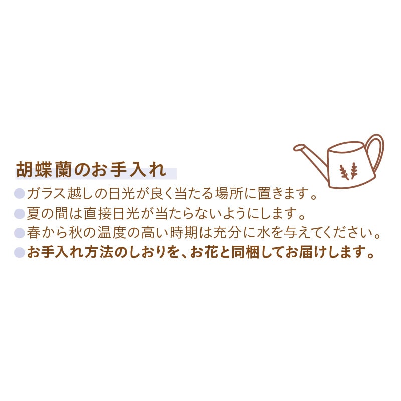 母の日 デンドロビューム「マザーピンク」 送料込み