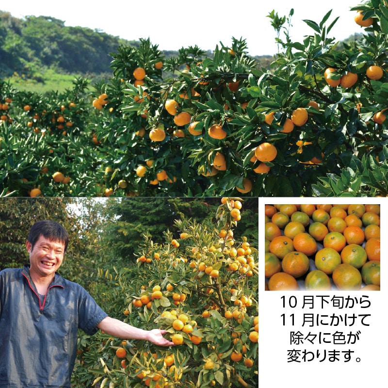 旬のとれとれ直送便(温州みかん) 4.5kg 送料込み