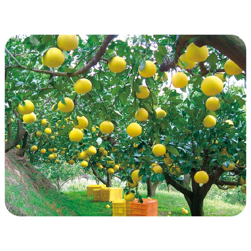 【贈答用】おおぐしさんちの土佐文旦3kg 送料込み