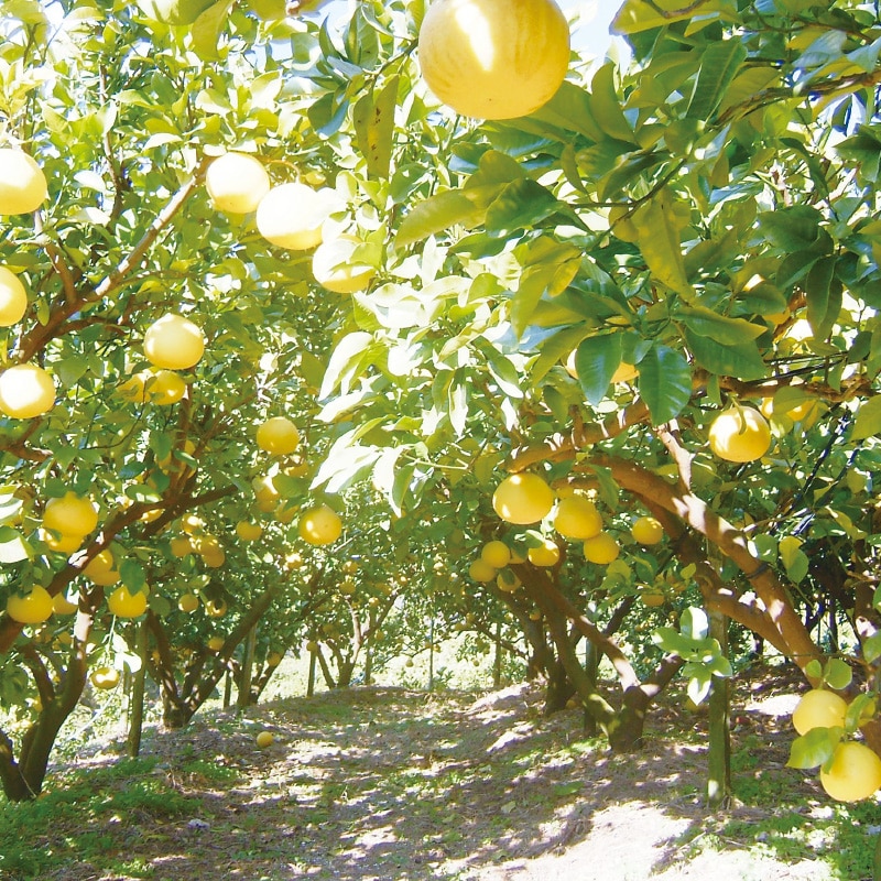 【家庭用】土佐文旦4kg 送料込み