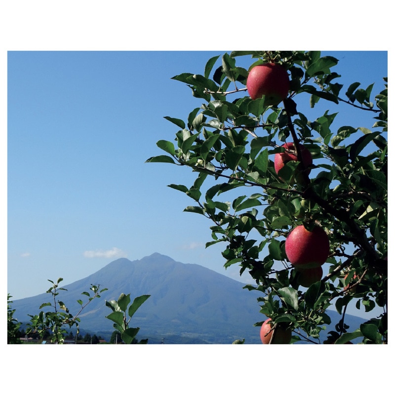 【家庭用】葉とらずサンふじ 5kg 送料込み