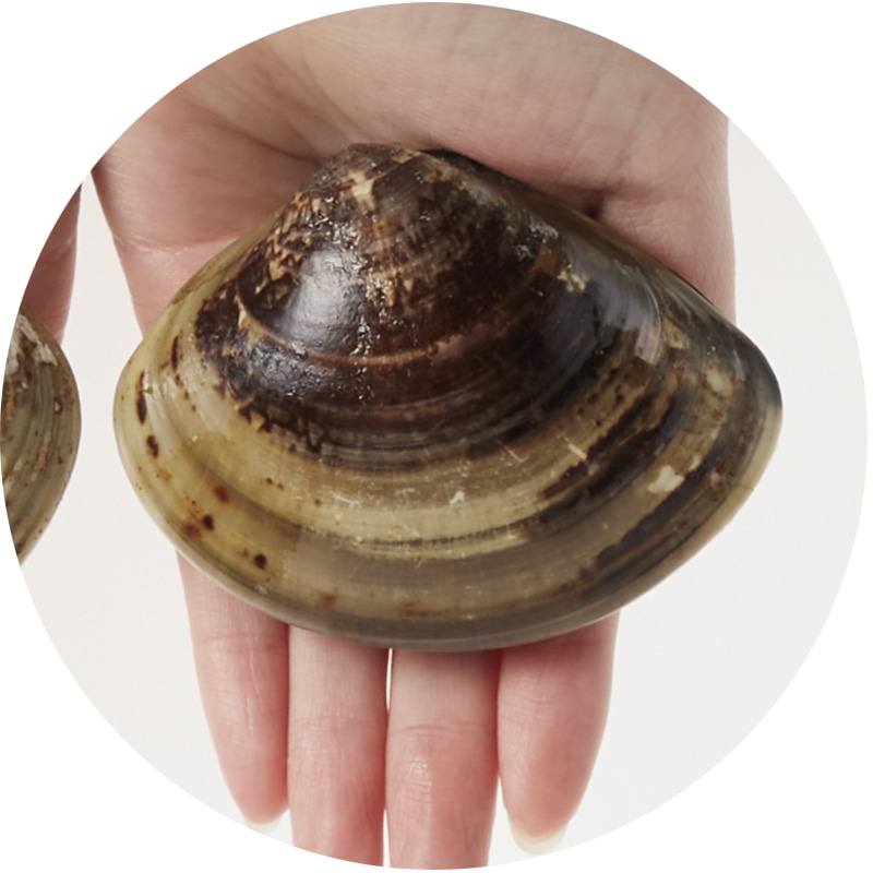 【冷凍】愛知三河湾産「天然大はまぐり」100g×10個 送料込み