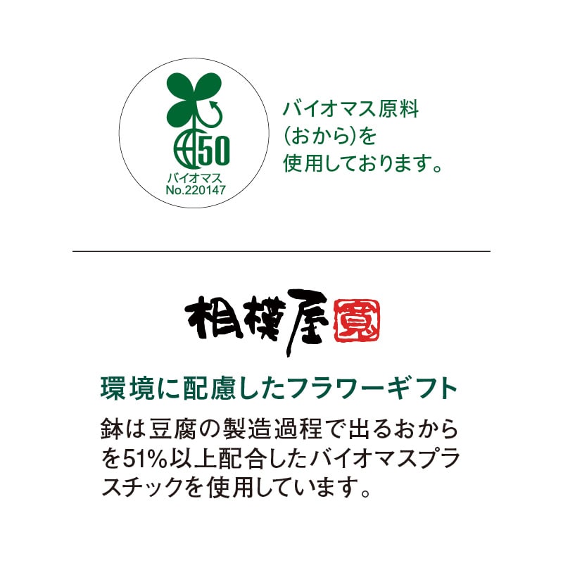 母の日 カーネーション「いちごソフト(R)」 送料込み