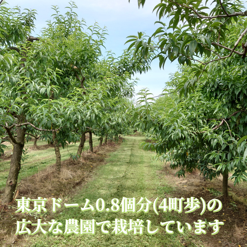 桃(ワッサークィーン) 5kg 送料込み