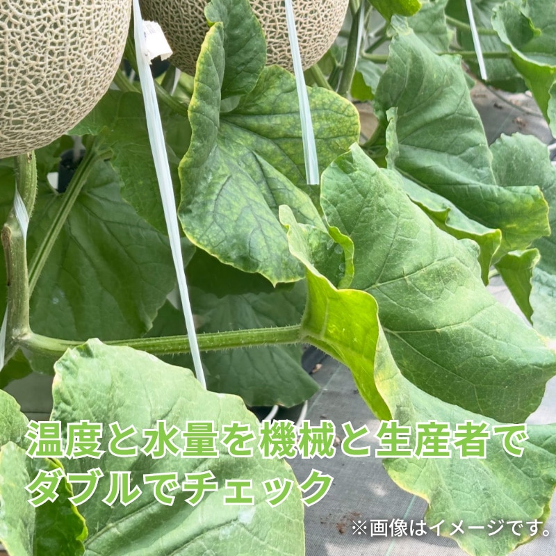 マスクメロン 2個入 送料込み