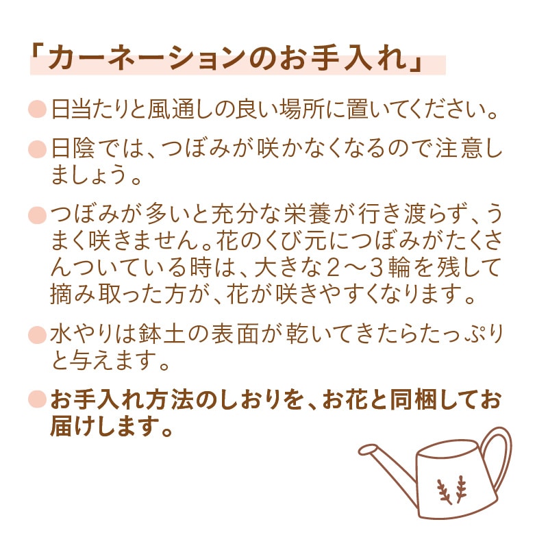 母の日 カーネーション「いちごソフト(R)」 送料込み