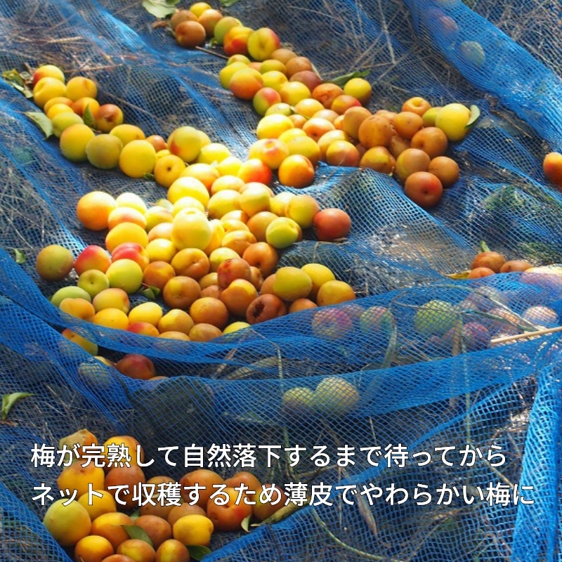 紅梅園 まろやかはちみつ南高梅 2箱 送料込み