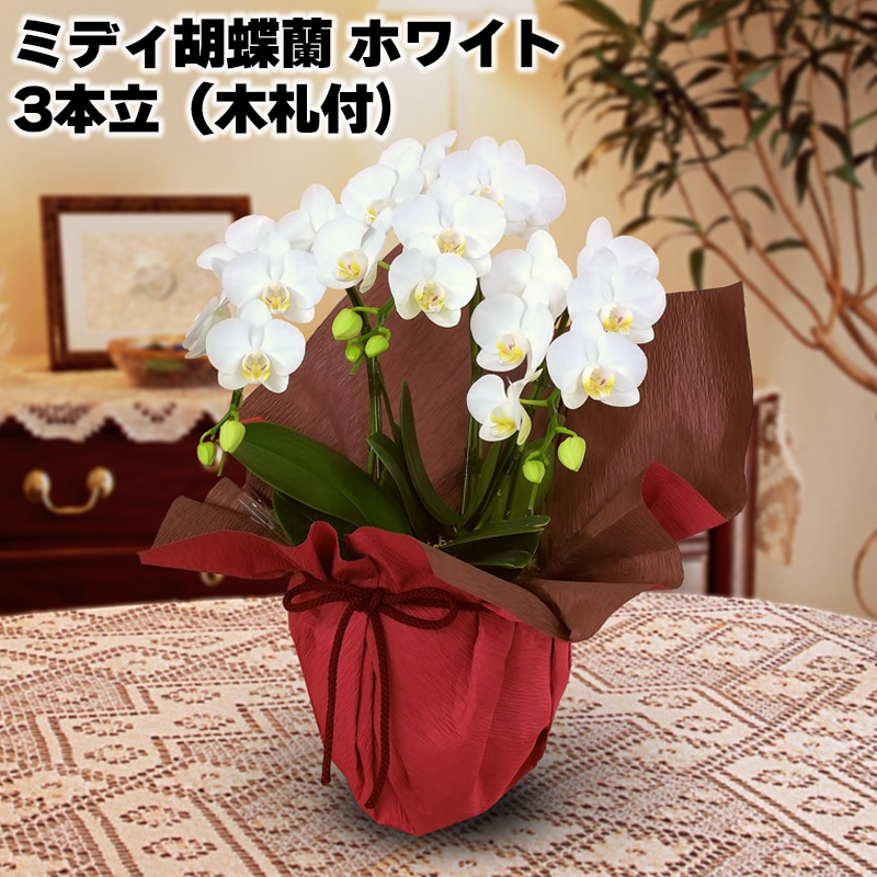 ミディ胡蝶蘭(ホワイト)3本立(木札付) 送料込み