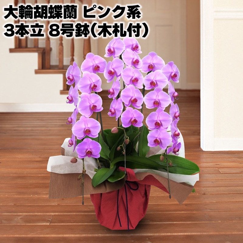 大輪胡蝶蘭(ピンク系)3本立 8号鉢(木札付) 送料込み