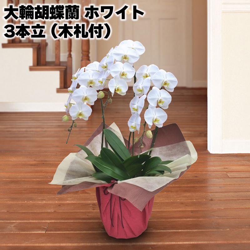大輪胡蝶蘭(ホワイト)3本立(木札付) 送料込