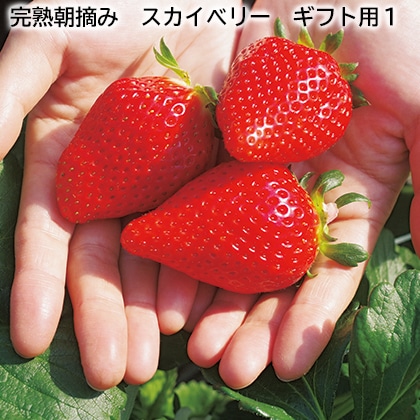 完熟朝摘み スカイベリー ギフト用1 送料込み