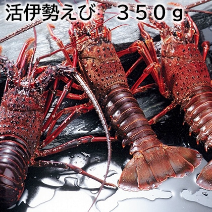 活伊勢えび 350g 送料込み