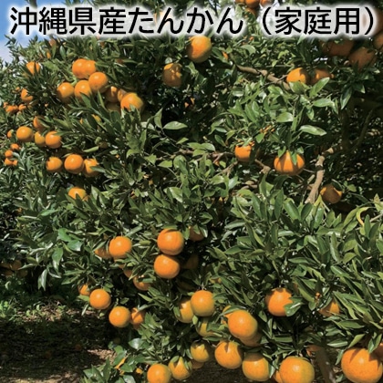 沖縄県産たんかん(家庭用) 送料込み