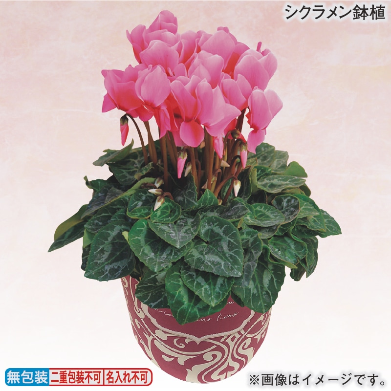 シクラメン鉢植 送料込み