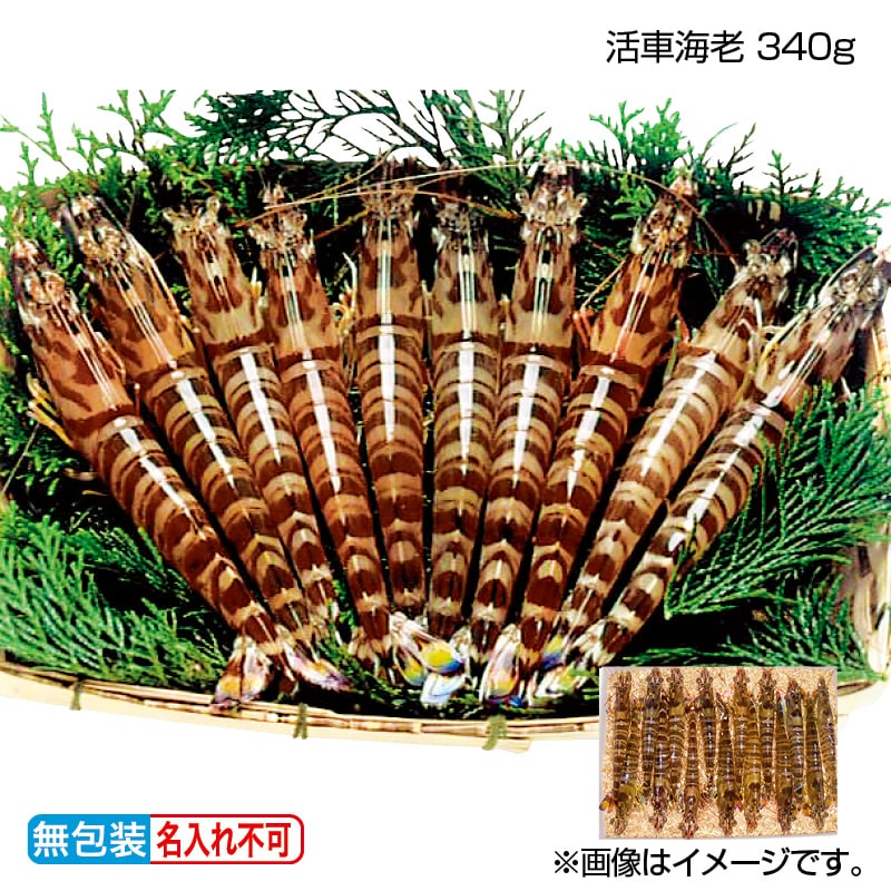 お歳暮 活車海老 340g 送料込み