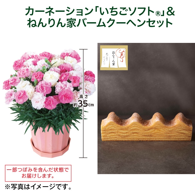 母の日 カーネーション「いちごソフト(R)」+ねんりん家バームクーヘンセット 送料込み