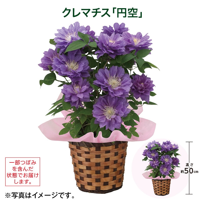 母の日 クレマチス「円空」 送料込み
