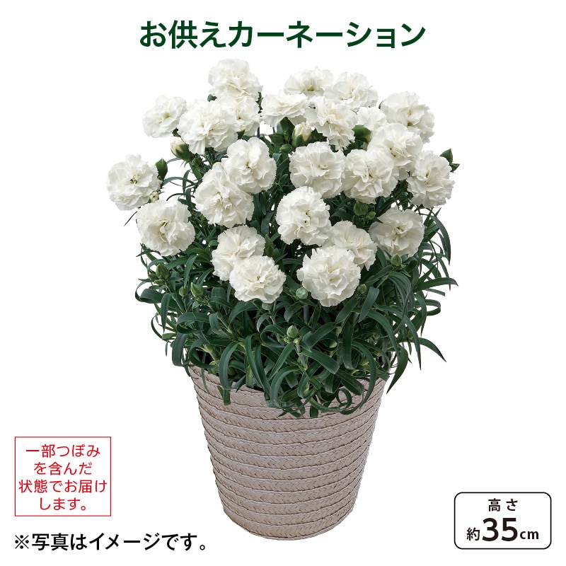 母の日 お供えカーネーション 送料込み