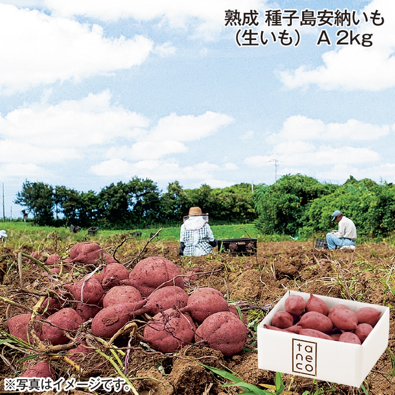 熟成 種子島安納いも(生いも)A 2kg 送料込み