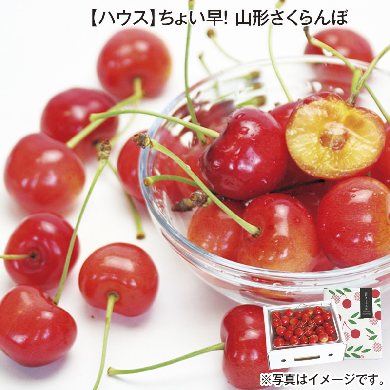 【ハウス】ちょい早!山形さくらんぼ 送料込み
