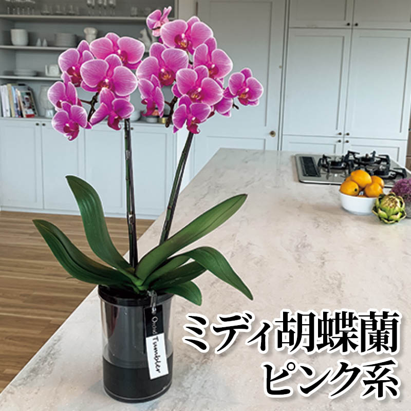 ミディ胡蝶蘭 ピンク系 送料込み