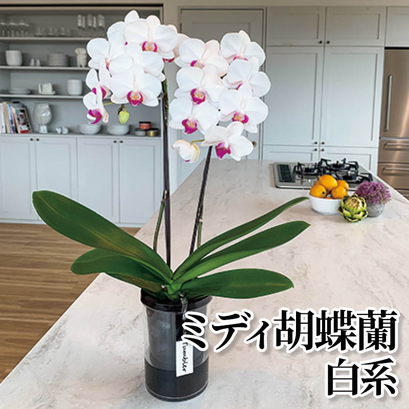 ミディ胡蝶蘭 白系 送料込み