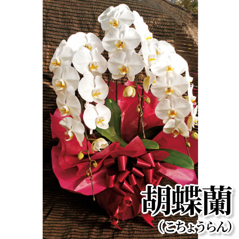 胡蝶蘭(こちょうらん) 送料込み