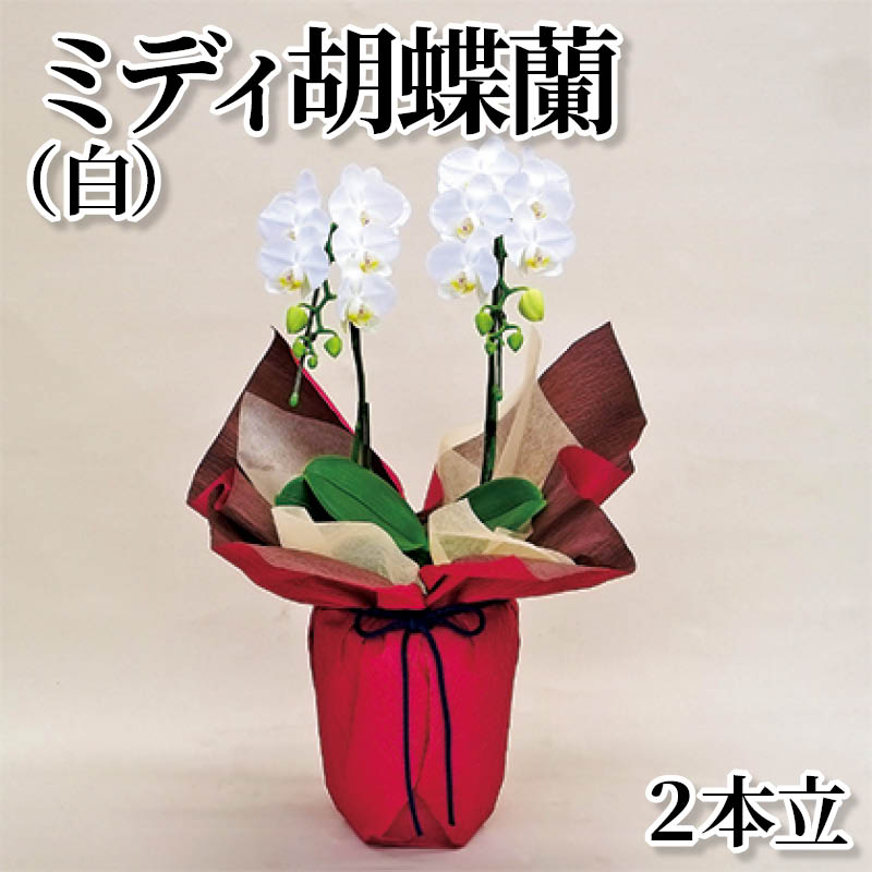 ミディ胡蝶蘭(白)2本立 送料込み