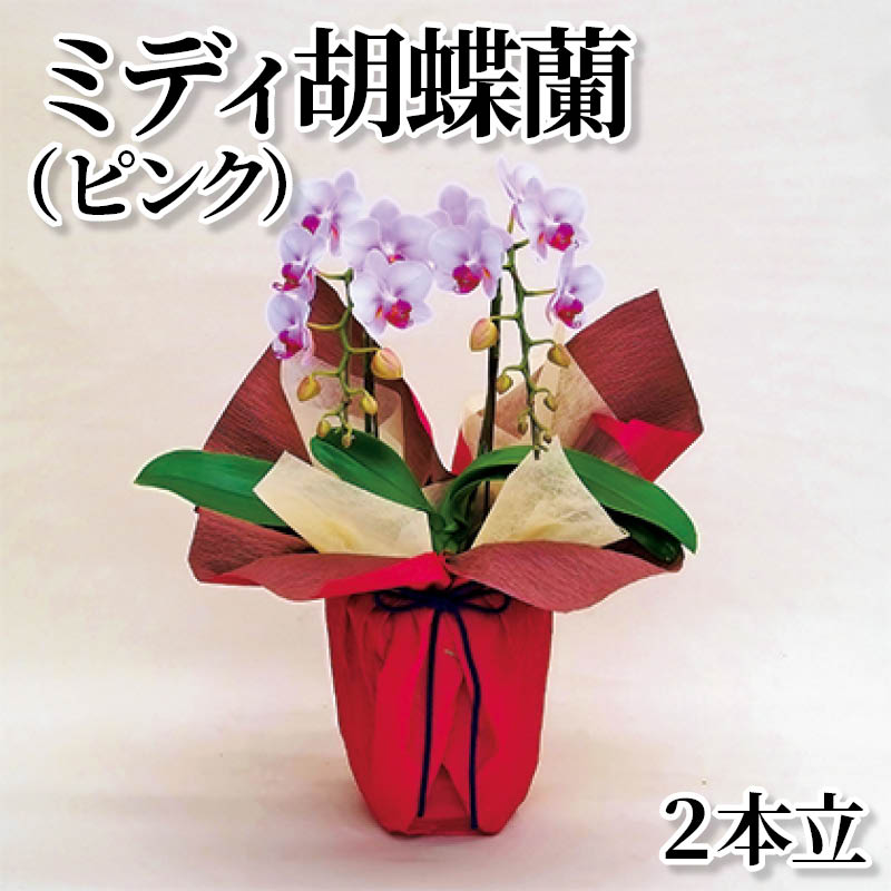 ミディ胡蝶蘭(ピンク)2本立 送料込み