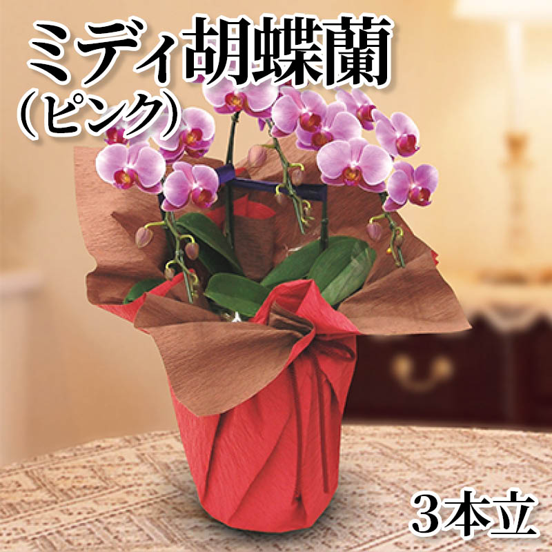 ミディ胡蝶蘭(ピンク)3本立 送料込み