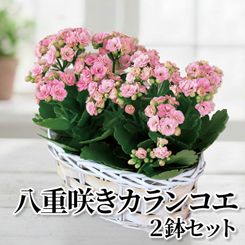 八重咲きカランコエ 2鉢セット 送料込み