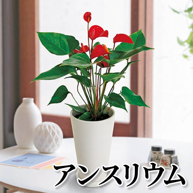 アンスリウム 送料込み