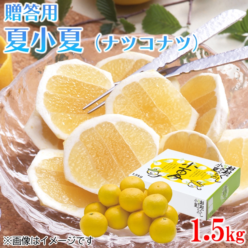 贈答用　夏小夏（ナツコナツ）１．５ｋｇ　送料込み