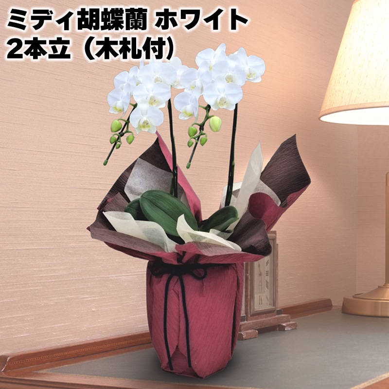 ミディ胡蝶蘭（ホワイト）２本立（木札付） 送料込み