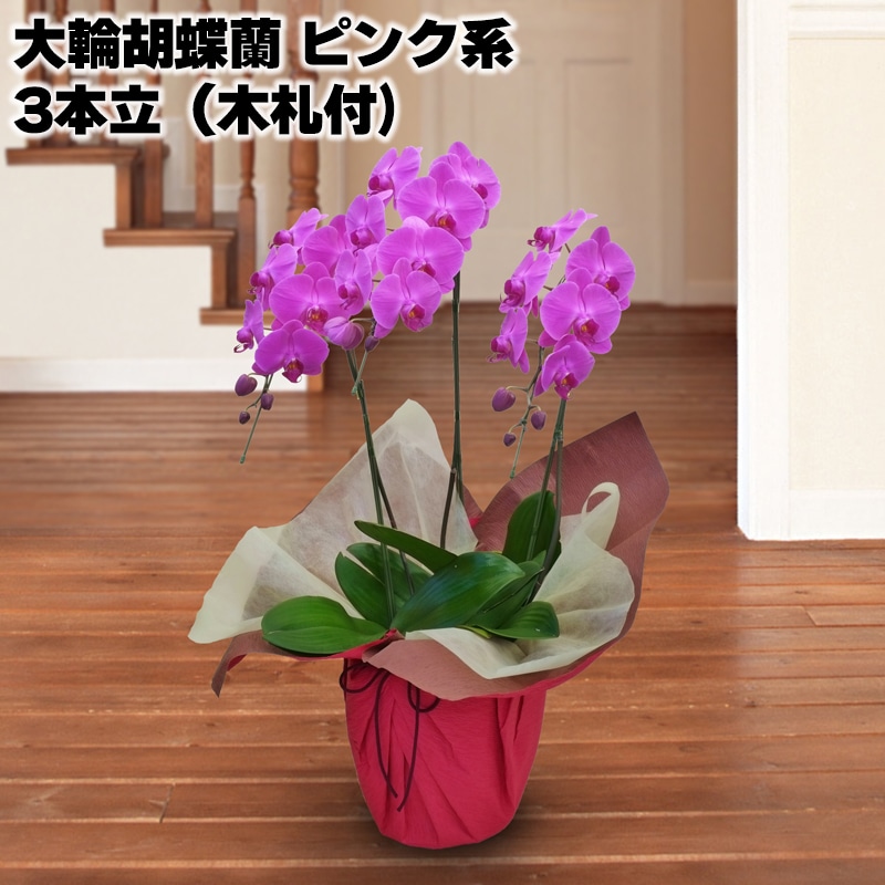 大輪胡蝶蘭（ピンク系）３本立（木札付） 送料込み