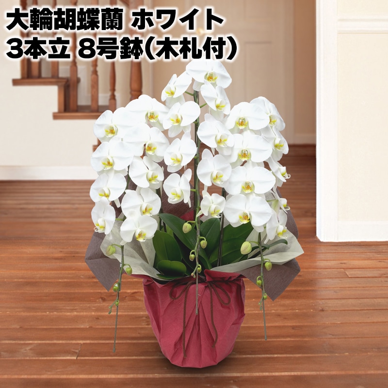大輪胡蝶蘭（ホワイト）３本立　８号鉢（木札付） 送料込み