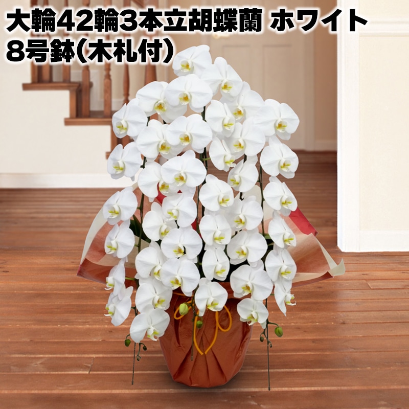 大輪４２輪３本立胡蝶蘭（ホワイト）８号鉢（木札付） 送料込み