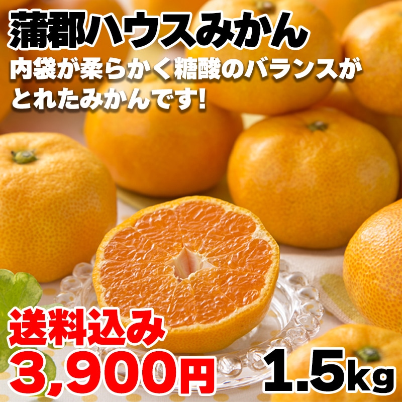 蒲郡ハウスみかん　１．５ｋｇ（Ｍ：１５個） 送料込み