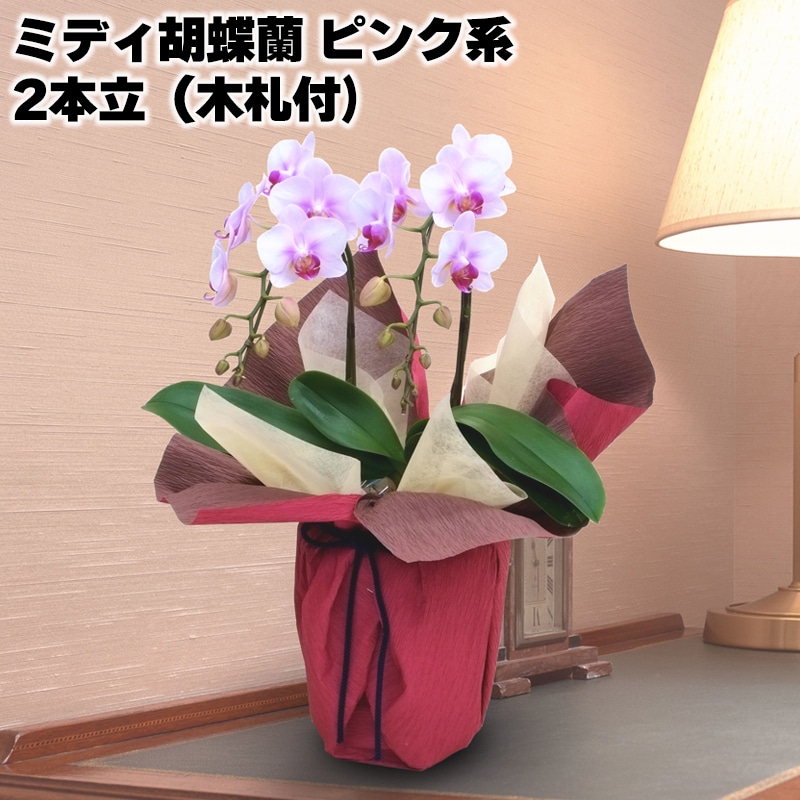 ミディ胡蝶蘭（ピンク系）２本立（木札付） 送料込