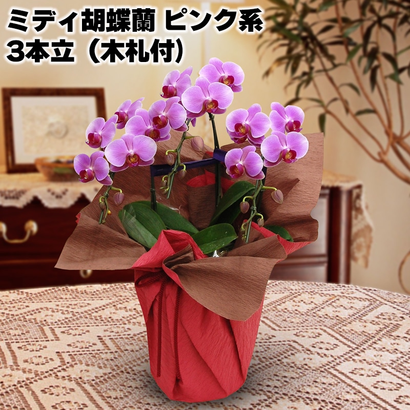 ミディ胡蝶蘭（ピンク系）３本立（木札付） 送料込