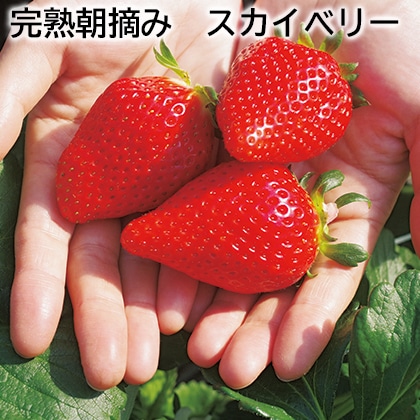 完熟朝摘み　スカイベリー 送料込み