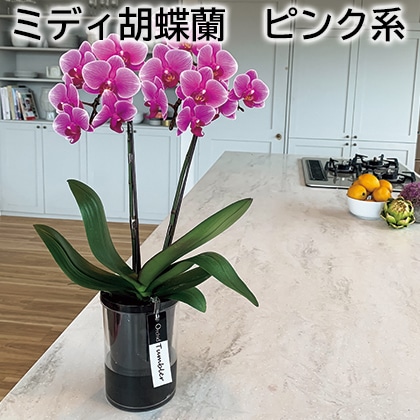 ミディ胡蝶蘭　ピンク系 送料込み