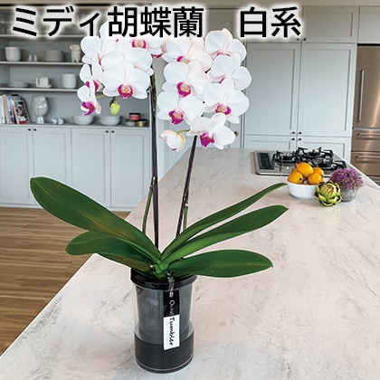 ミディ胡蝶蘭　白系 送料込み
