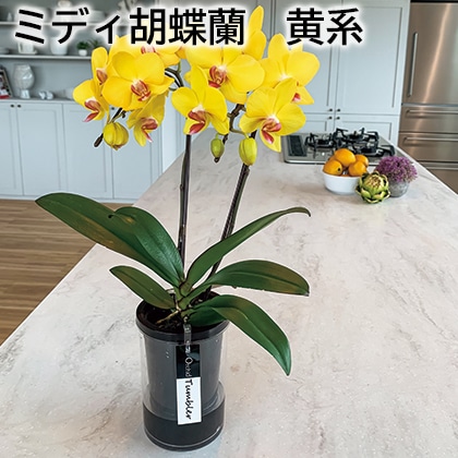 ミディ胡蝶蘭　黄系 送料込み